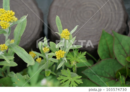 ハハコグサの花 103574730