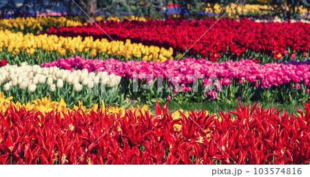 Emirgan Park, Istanbul 103574816