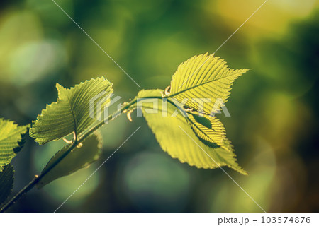 Sunny green leaves Sunny green leaves 103574876
