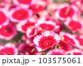 セキチク 103575061