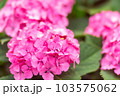 紫陽花ピンク色 103575062