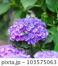 紫陽花 103575063