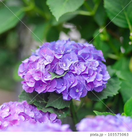 紫陽花 紫陽花 103575063