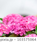 紫陽花 103575064