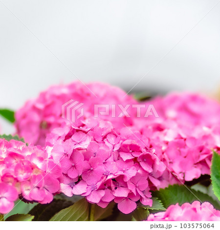 紫陽花 紫陽花 103575064
