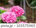 紫陽花 103575065