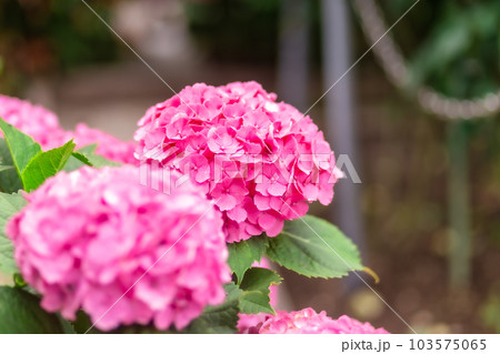 紫陽花 紫陽花 103575065