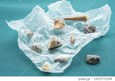Variety seashells. Collecting sea shells. Variety seashells. Collecting sea shells. 103575294