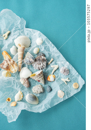 Variety seashells. Collecting sea shells. Variety seashells. Collecting sea shells. 103575297