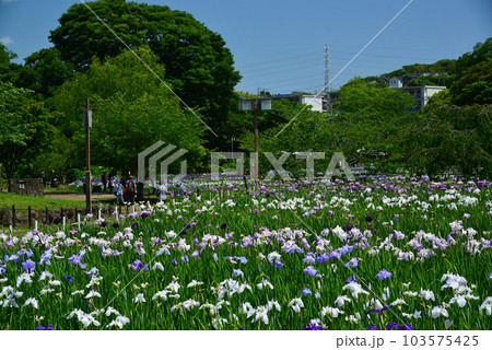 アジサイとしょうぶの花が咲く横須賀しょうぶ園 アジサイとしょうぶの花が咲く横須賀しょうぶ園 103575425
