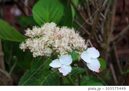 紫陽花の花 紫陽花の花 103575449
