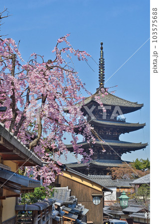 法観寺の五重塔(八坂の塔) 103575688