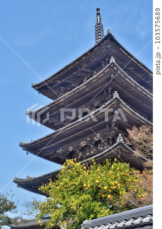 法観寺の五重塔(八坂の塔) 103575689