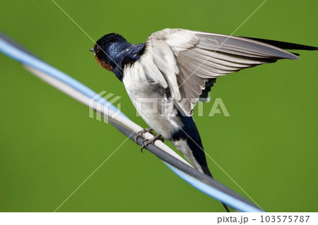 ツバメ swallow / Japan 103575787