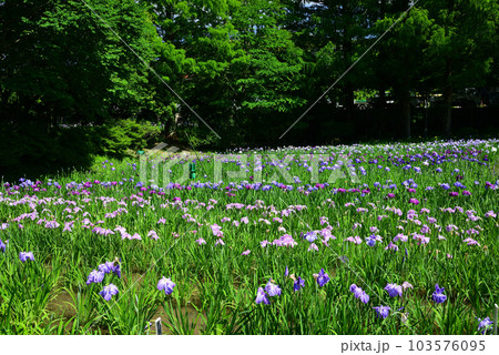 アジサイとしょうぶの咲く横須賀しょうぶ園 103576095