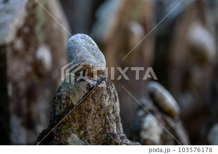 禅師峰寺 103576178