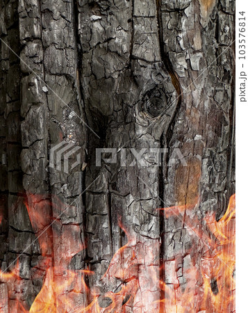 Charred bark of pine. Forest after a devastating fire, macro sho Charred bark of pine. Forest after a devastating fire, macro sho 103576814