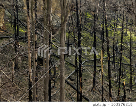 Forest after a devastating fire. Cut down charred trees rolling on the ground. 103576819
