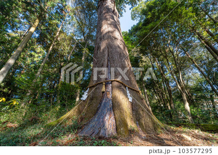 土佐神社 103577295