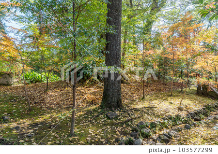 土佐神社 103577299