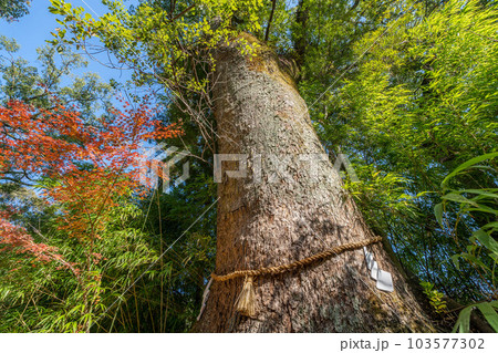土佐神社 103577302