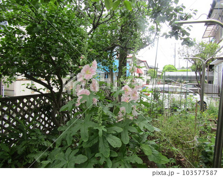夏の花白色のタチアオイの花 夏の花白色のタチアオイの花 103577587