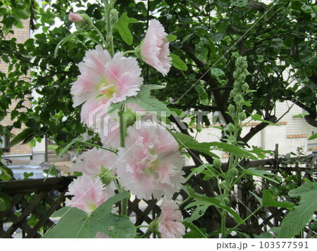 夏の花白色のタチアオイの花 夏の花白色のタチアオイの花 103577591