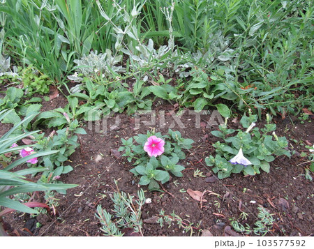 ツクバネアサガオとも言うペチニアの桃色の花 ツクバネアサガオとも言うペチニアの桃色の花 103577592