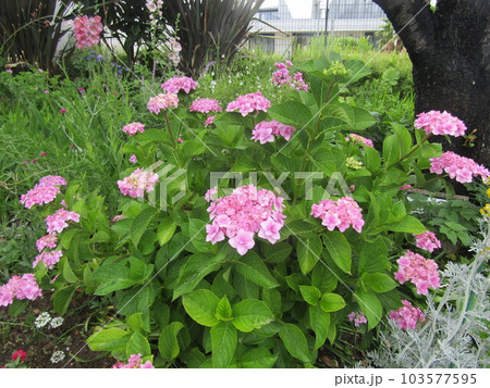 球形のこの花は桃色の紫陽花の花 103577595