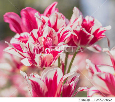 満開の美しいチューリップ 103577652