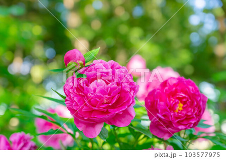 ピンク色の大きなシャクヤクの花 103577975