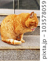 Wild yellow cat washing its face B 103578059