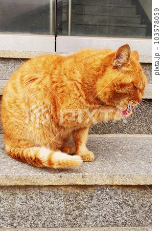 Wild yellow cat washing its face B 103578059