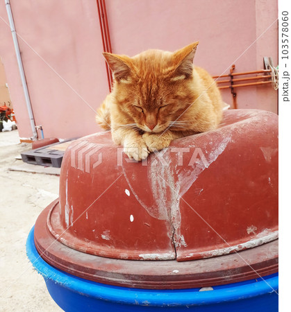 Sleeping wild yellow cat 103578060