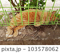 Wild yellow cat resting 103578062