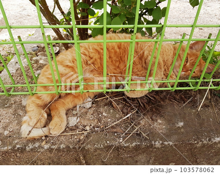 Wild yellow cat resting 103578062