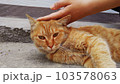 Man-friendly wild cat A 103578063