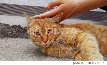 Man-friendly wild cat A 103578063