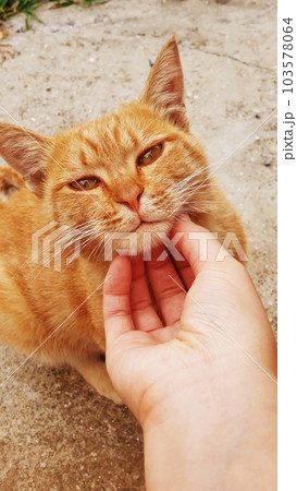 Man-friendly wild cat B 103578064