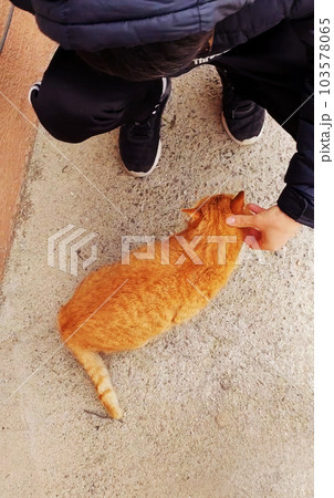 Man-friendly wild cat C 103578065