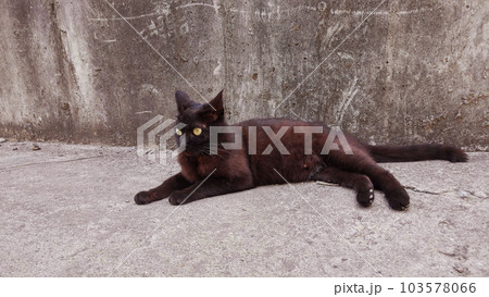 Wild black cat's sensible pose B 103578066