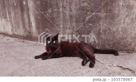 Wild black cat's sensible pose A 103578067