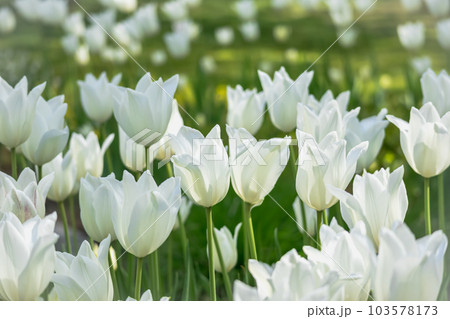 美しく咲く白色のチューリップ 103578173