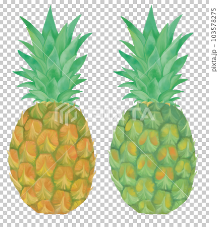Hand-painted 2 types of pineapple 103578275