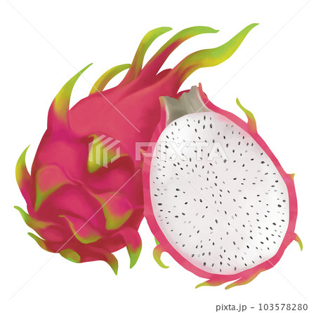 手描きのドラゴンフルーツ 103578280