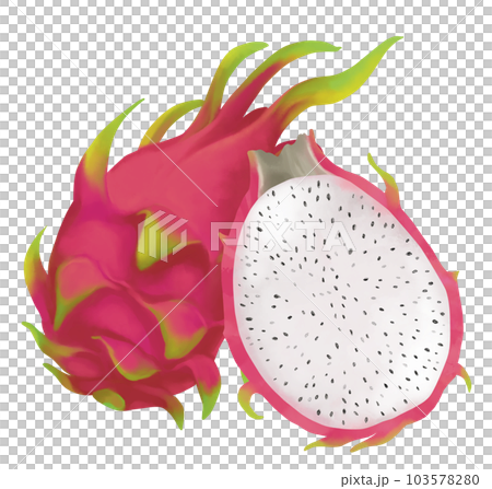 手描きのドラゴンフルーツ 103578280