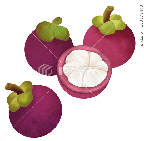 手描きのマンゴスチン 103578473