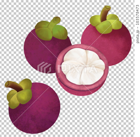 手描きのマンゴスチン 103578473