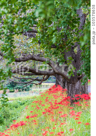 「埼玉県」見沼代用水東縁に咲く彼岸花 「埼玉県」見沼代用水東縁に咲く彼岸花 103578638