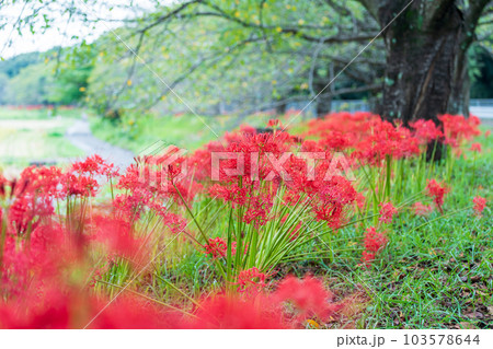 「埼玉県」見沼代用水東縁に咲く彼岸花 103578644